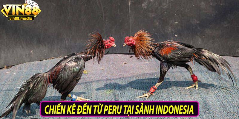 Chiến kê đến từ Peru tại sảnh Indonesia